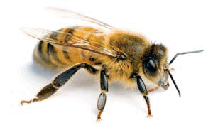 عکس زنبور کارگر