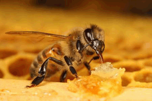ژن خودخواهی در زنبور نیز وجود دارد!
