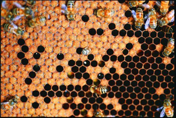 ساخت حجره های شش ضلعی مقاوم توسط زنبور