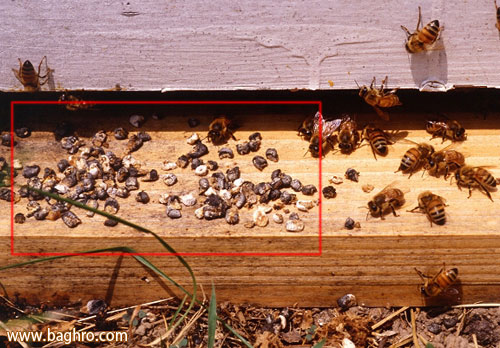 بیماری نوزادان سنگی در زنبور عسل