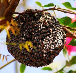 آیا عسل طبیعی و با کیفیت فقط تولید زنبورهای وحشی می باشد؟!