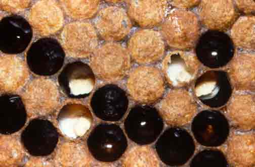 بیماری در زنبور عسل - نوزادان گچی