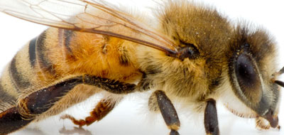 مشخصات موهاي سطح بدن زنبور عسل